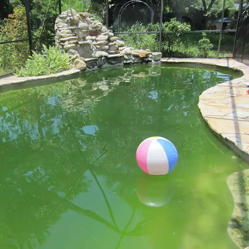 On Time Pool Service and Cleaning and Repair - Pool Waterfall Before Green Cleaning Service Algae- Sarasota
