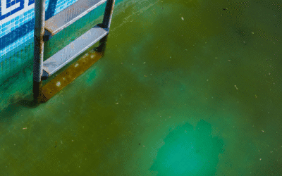 It’s Algae Season! Learn How to Protect Your Pool Now